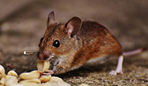 24 Hour & Emergency Exterminators in Blackberry City, WV